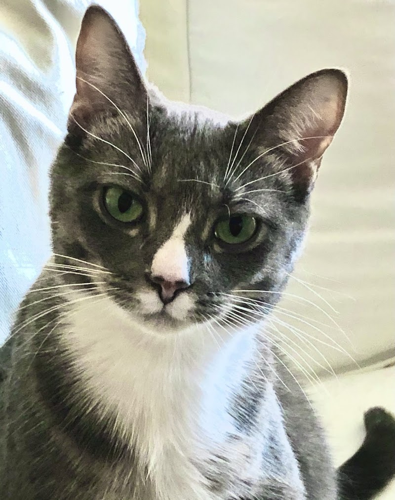 Avon Lake Animal Clnic photo 2