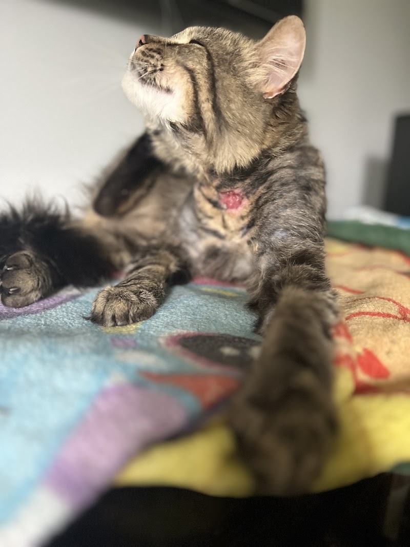 Avon Lake Animal Clnic photo 3