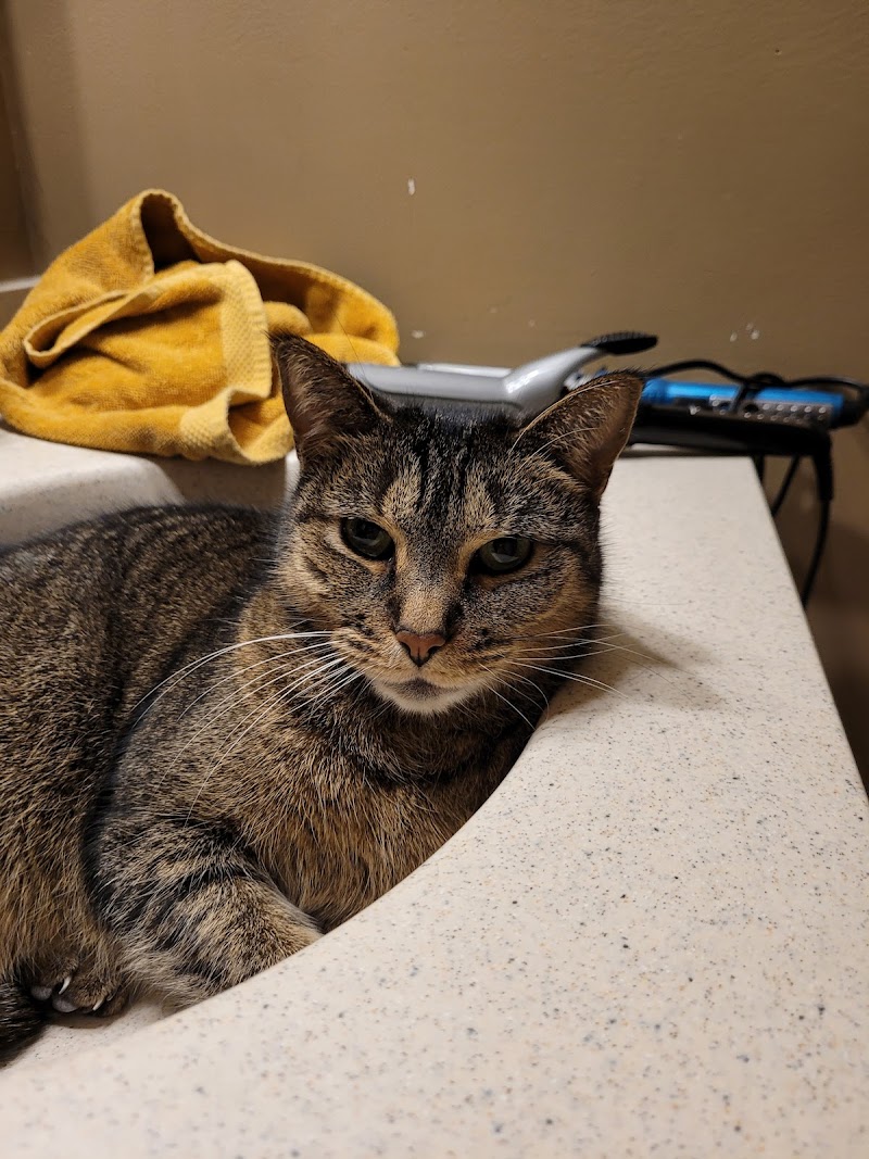 Animal Emergency Center - Rochester