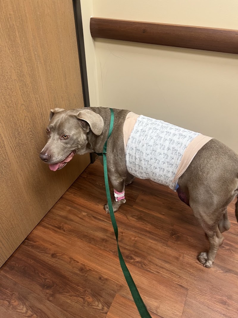 Animal Emergency Center - Rochester photo 2