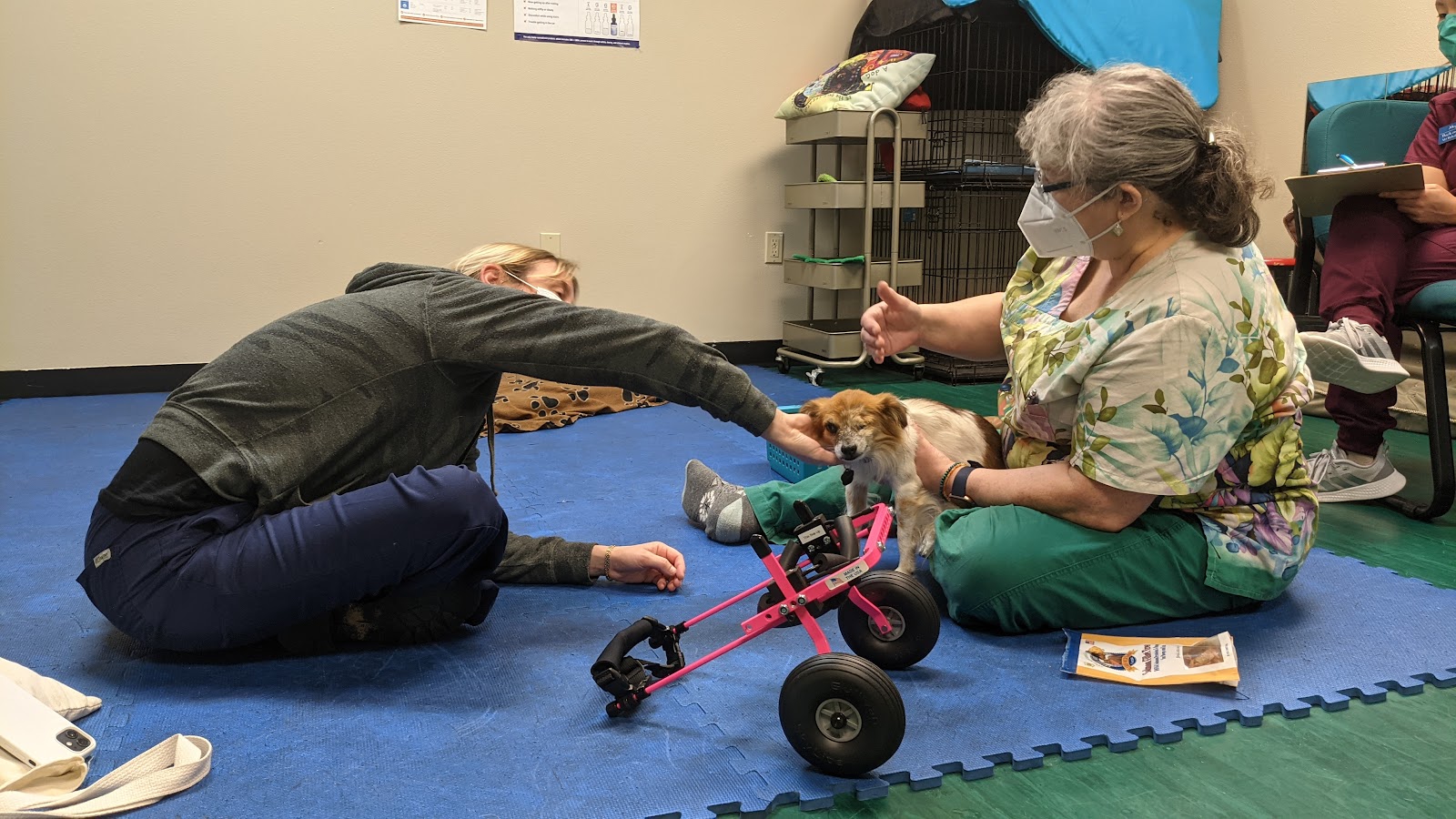 Back on Track Veterinary Rehabilitation Center, LLC