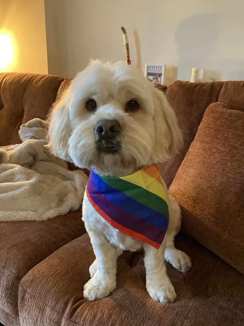 Dog's Day Out photo 3