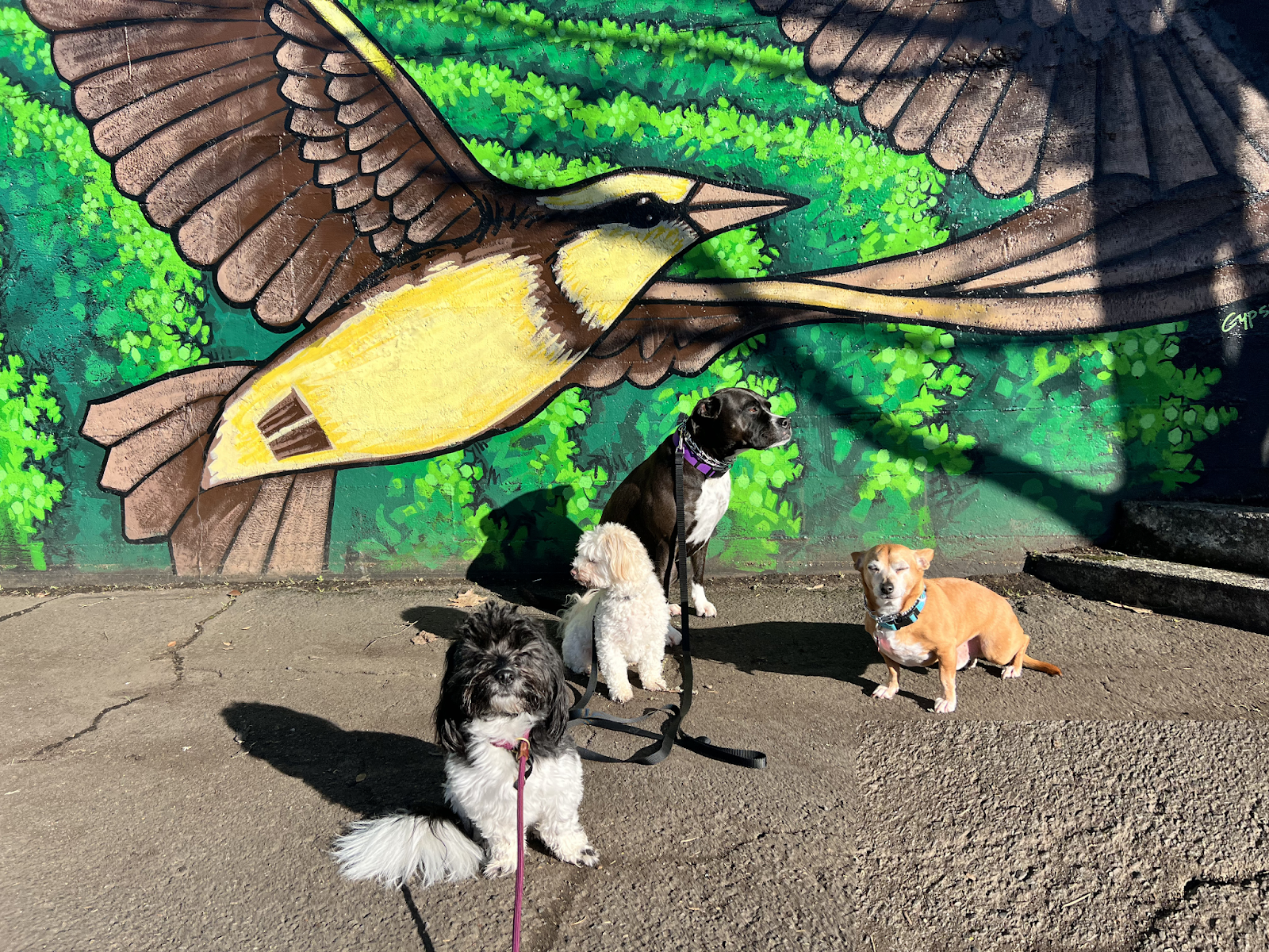 Balanced Pack K9 Training