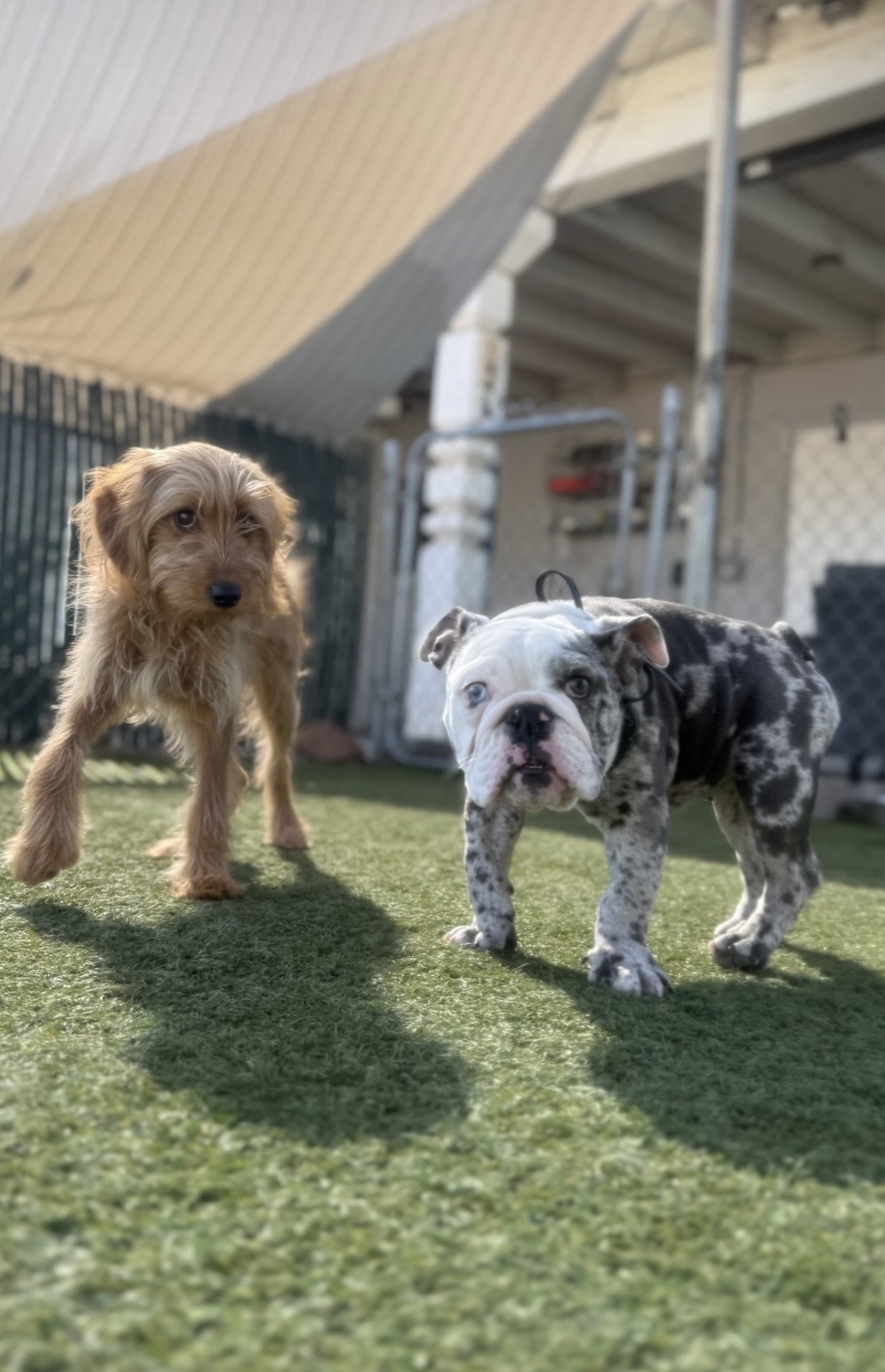 Balancing Paws Dog Training