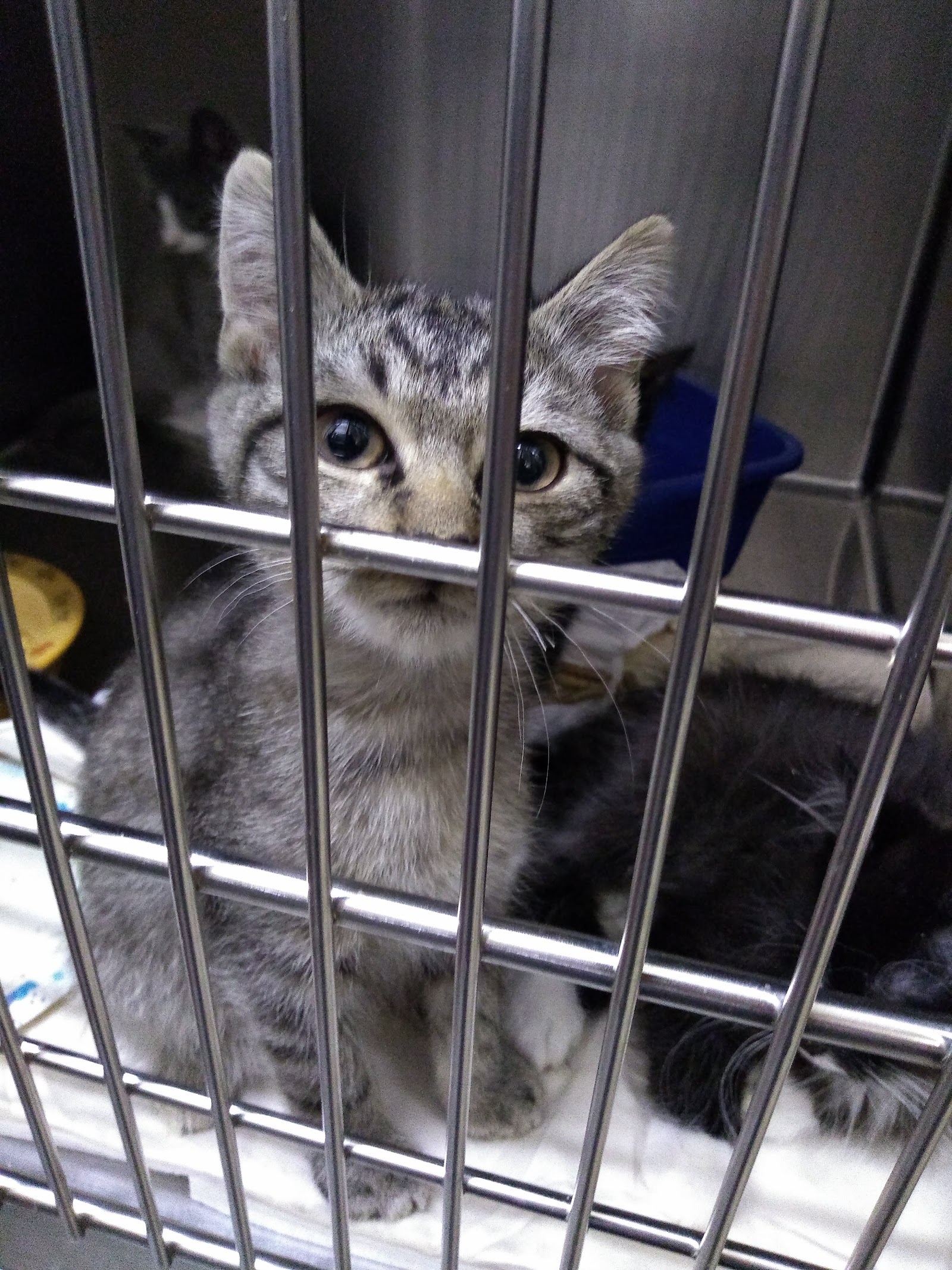 Bangor Humane Society