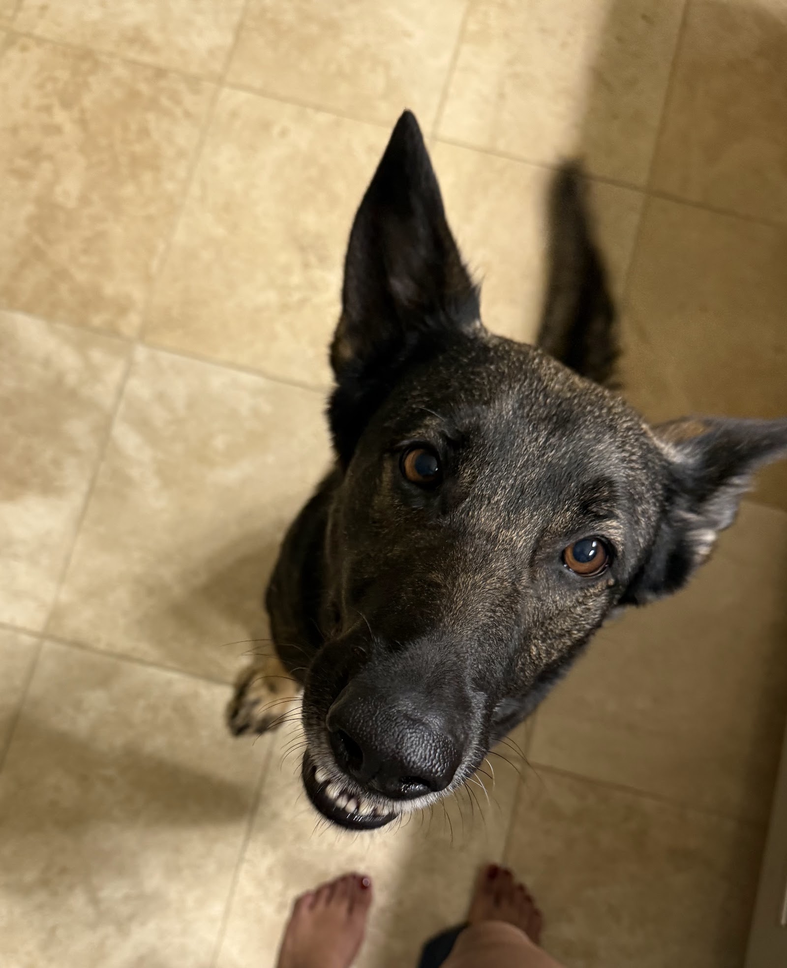BARC Adoption Center