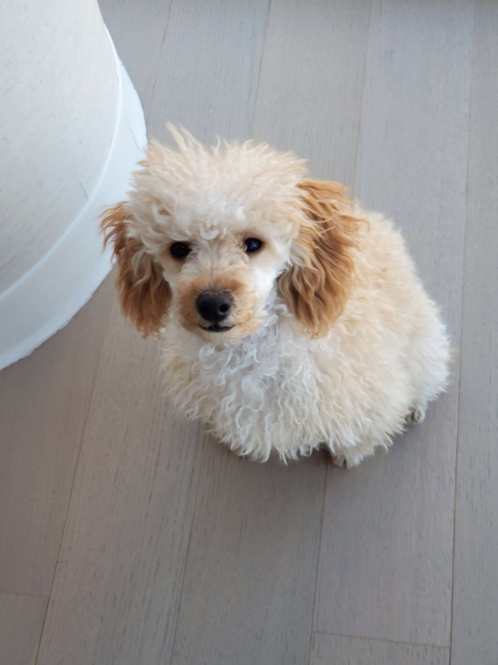 Bare Paws NYC Dog Walkers & Pet Sitters