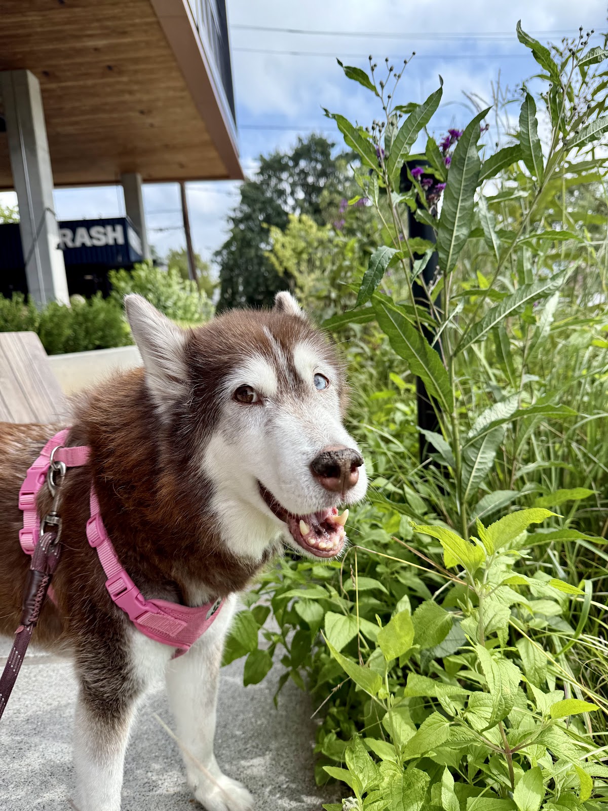 Bark and Blossom Vet Studio photo 2