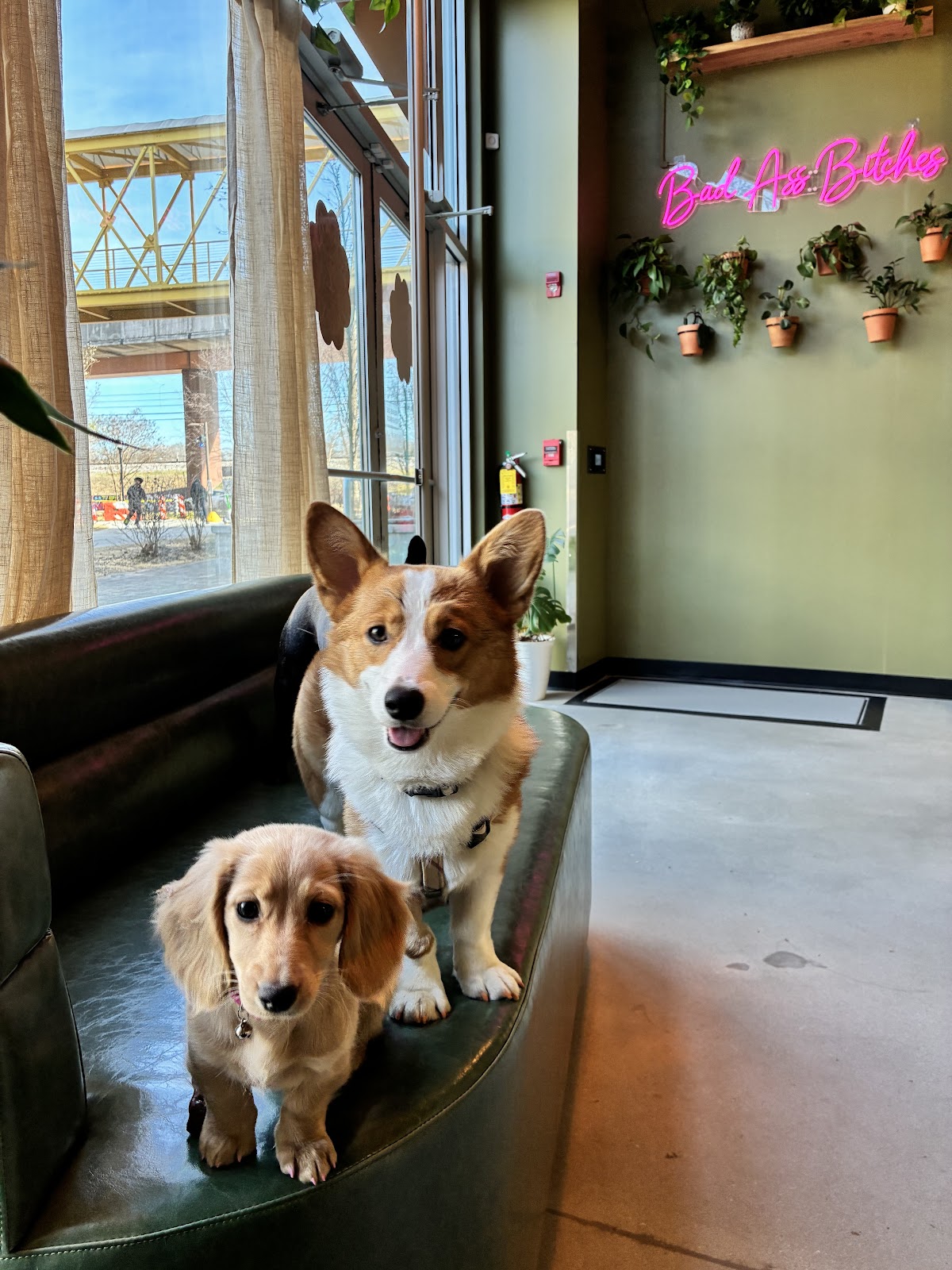 Bark and Blossom Vet Studio photo 3