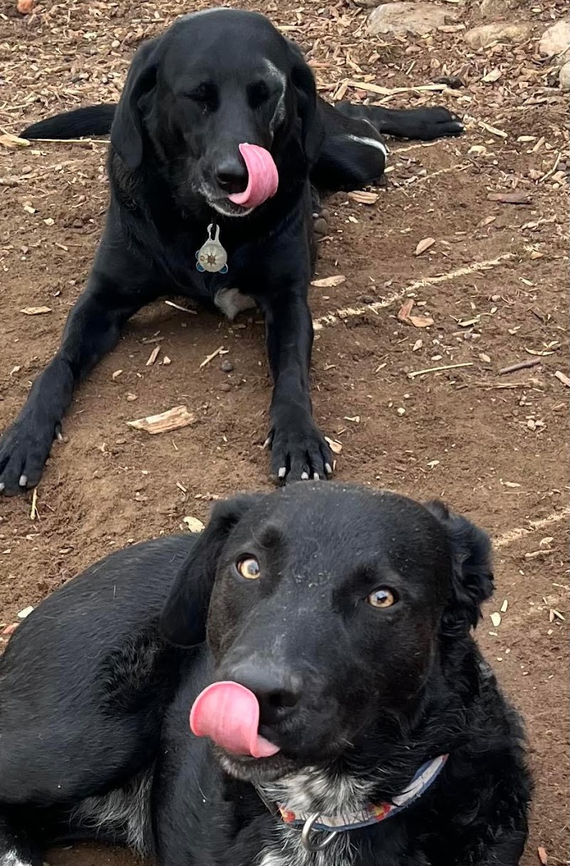 Bark and Play Denver Dog Daycare and Boarding photo 2