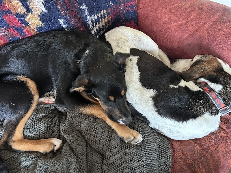 Bark Busters Home Dog Training Greater San Diego