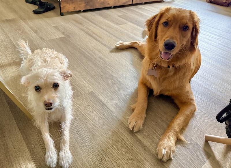 Bark Busters Home Dog Training Greater San Diego photo 2