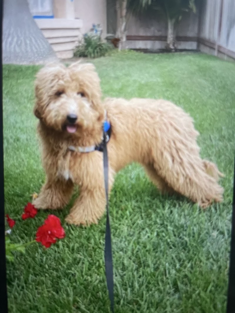 Bark Busters Home Dog Training Greater San Diego photo 3