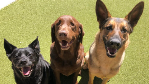 BARK! Doggie Daycare + Hotel + Spa