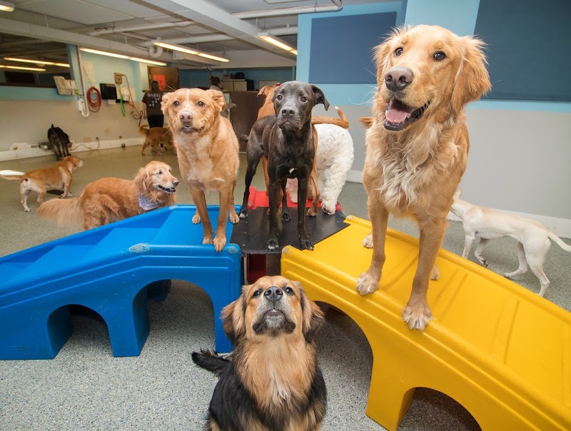 BARK! Doggie Daycare + Hotel + Spa photo 2