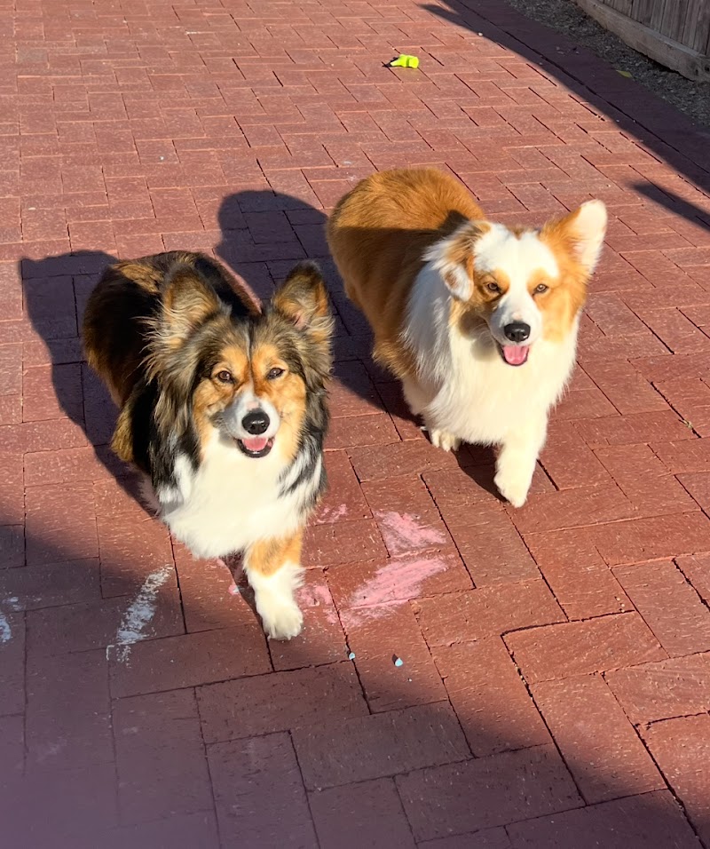 BARK! Doggie Daycare + Hotel + Spa photo 3