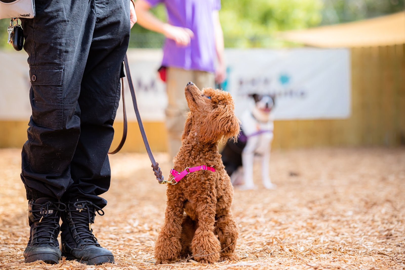 Barking Hound Village Training