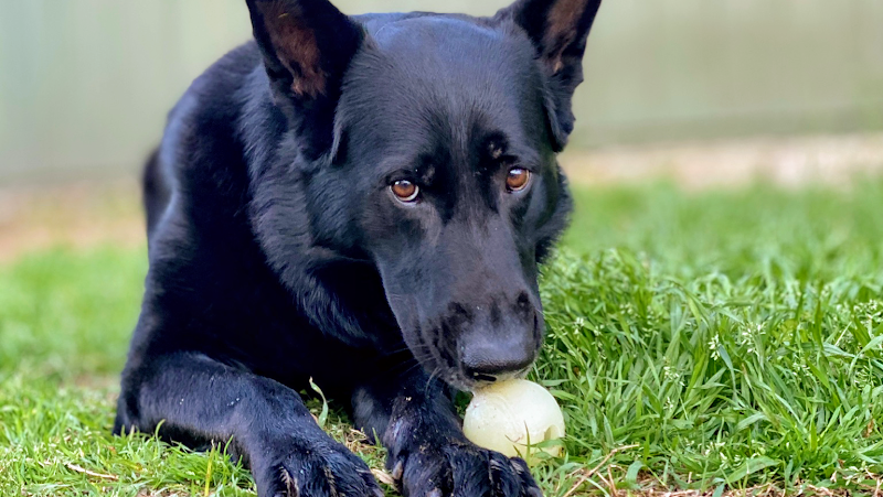 Barking Springs Dog Ranch