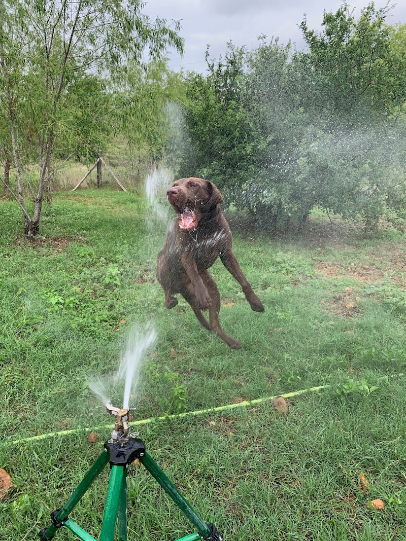 Barking Springs Dog Ranch photo 2