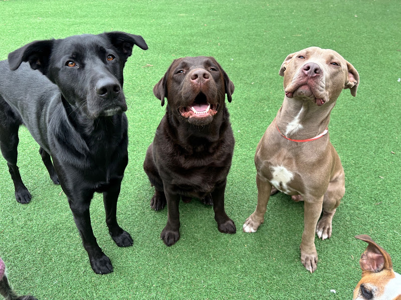 BarkPark South