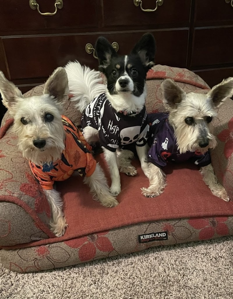 Barks and Bubbles Salon & Mobile Pet Grooming photo 2