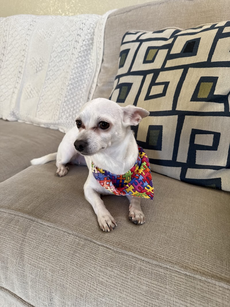 Barks and Bubbles Salon & Mobile Pet Grooming photo 3