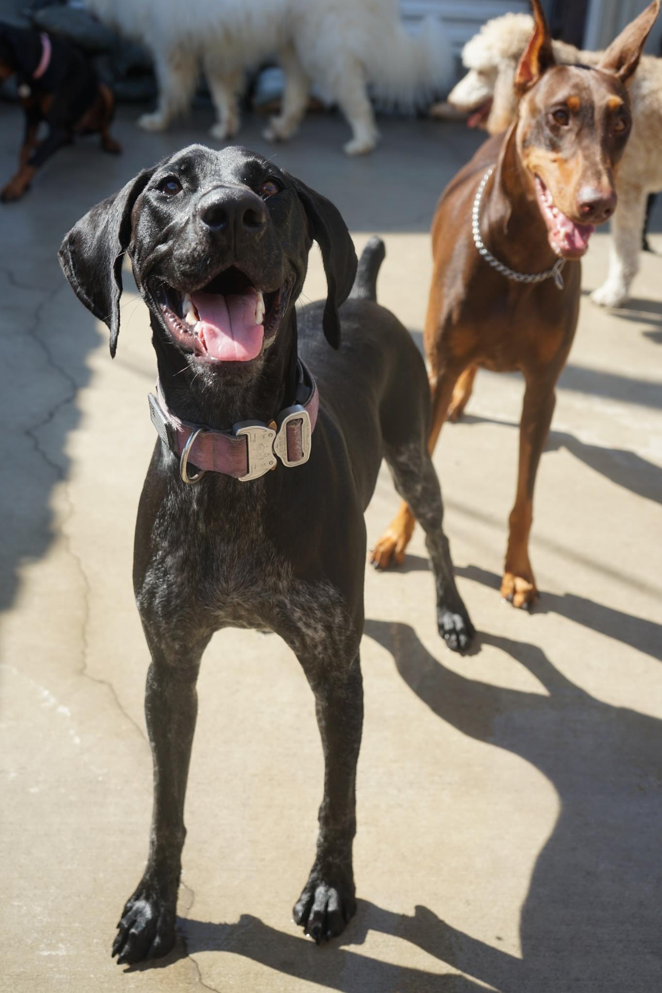Barks to Riches