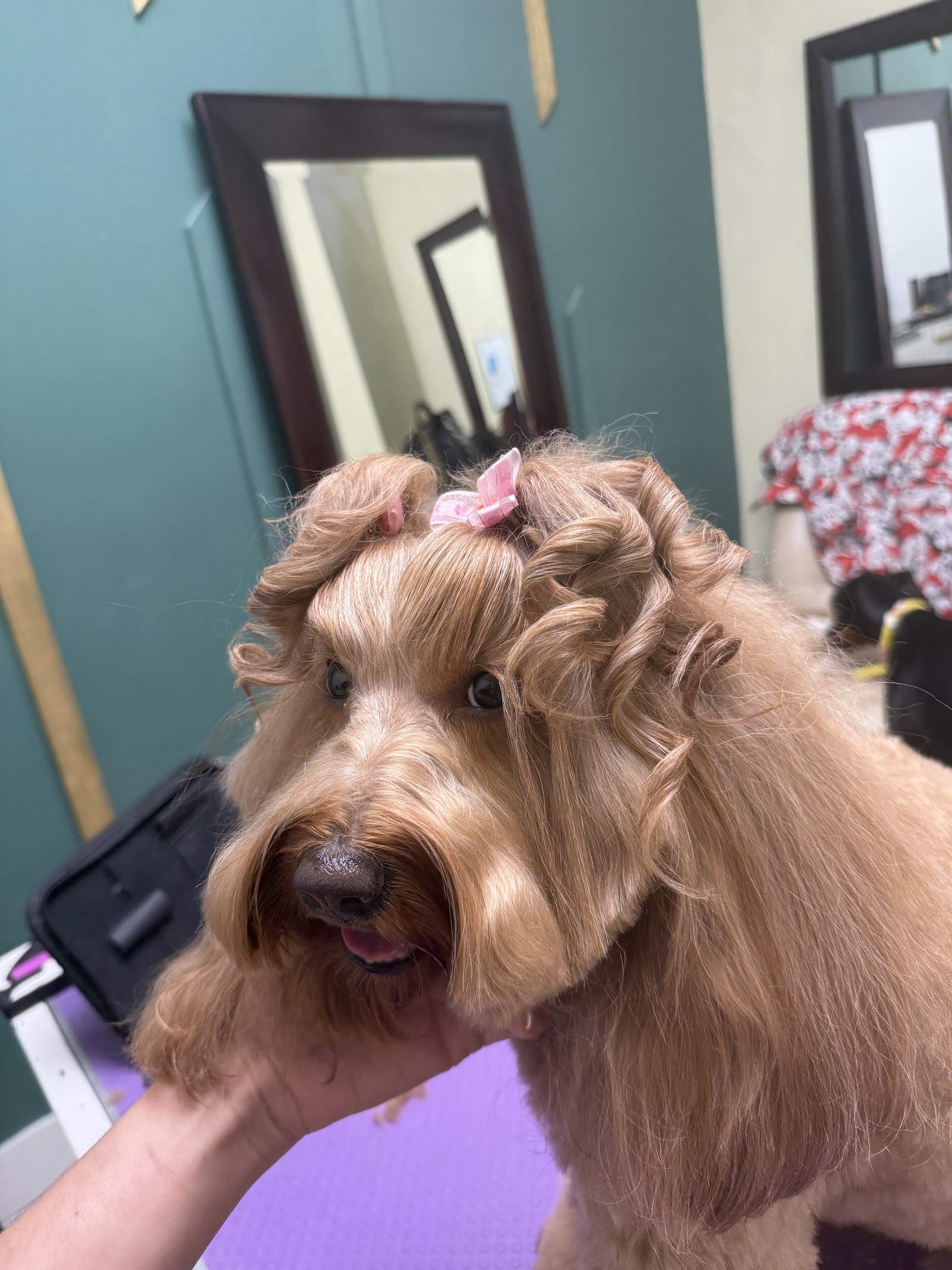Barky lounge