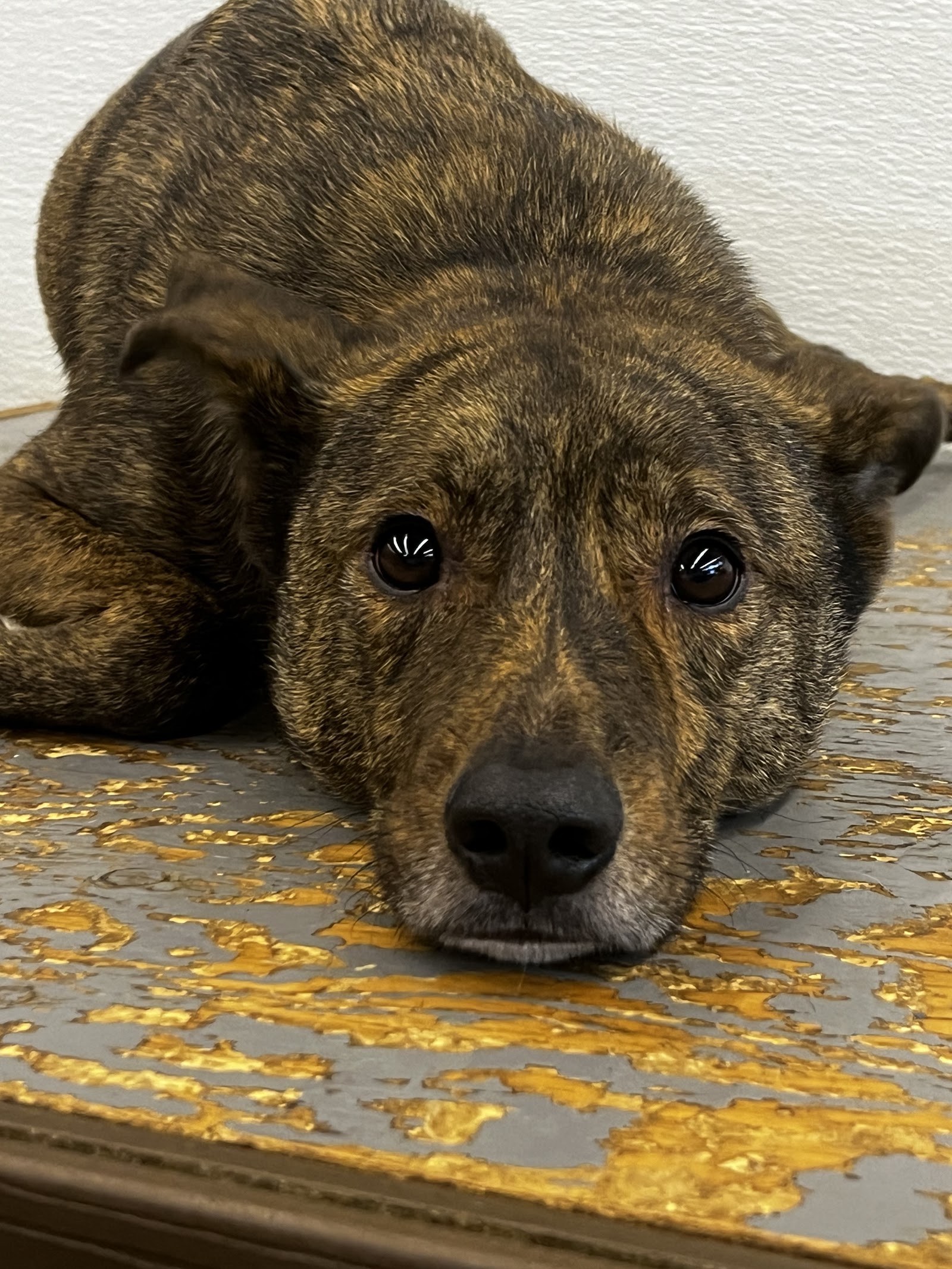 BarkZone Dog Daycare & Boarding