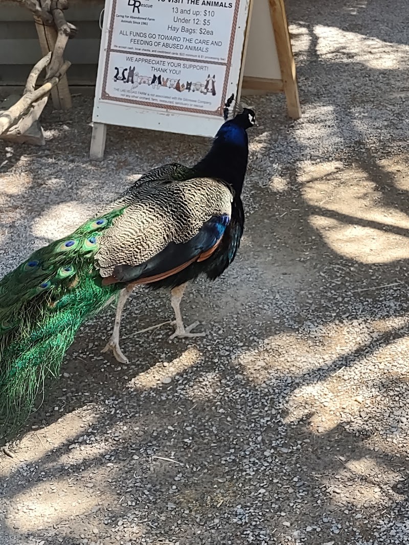 Barn Buddies Rescue photo 2