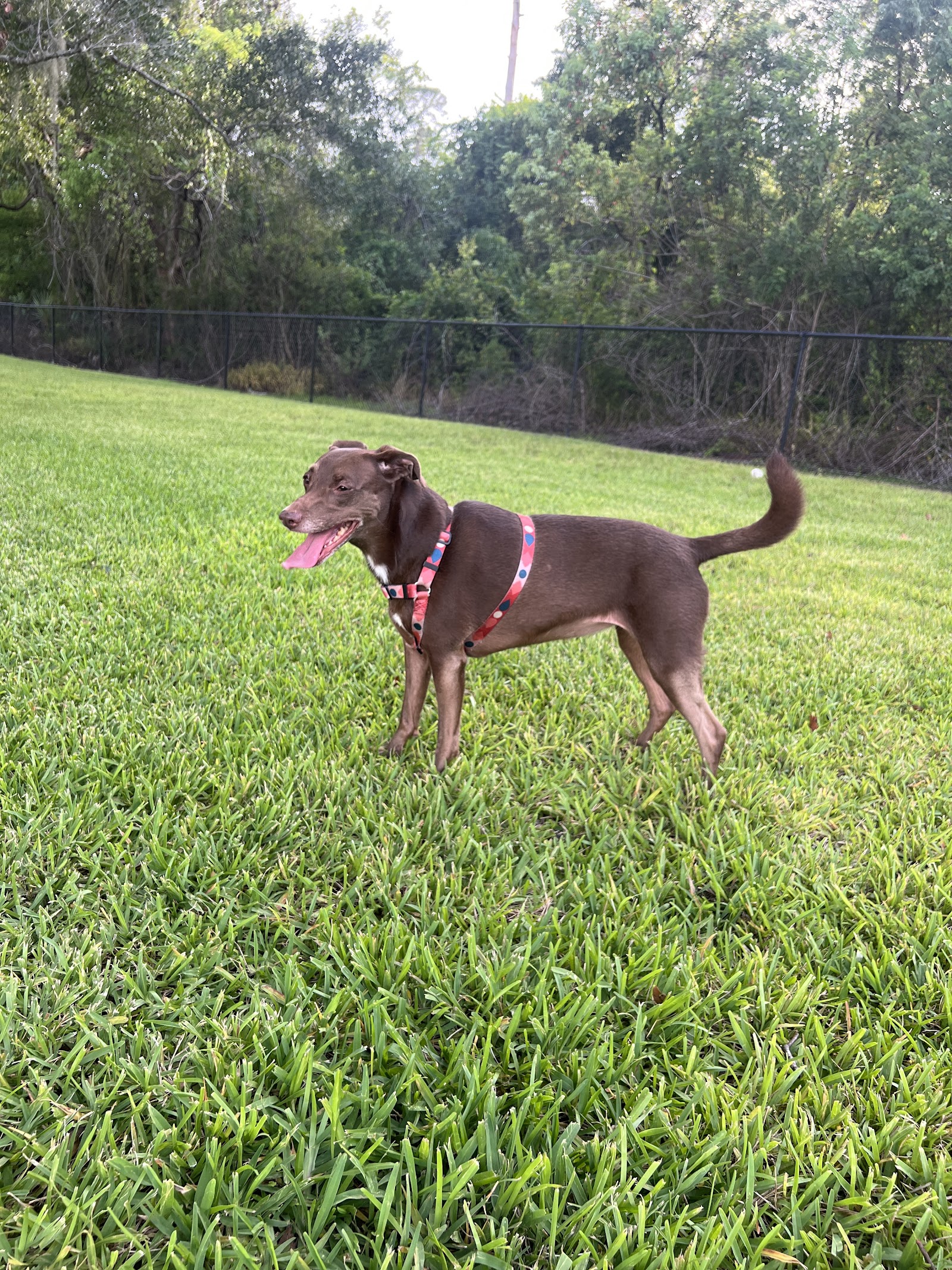 Barnett Dog park