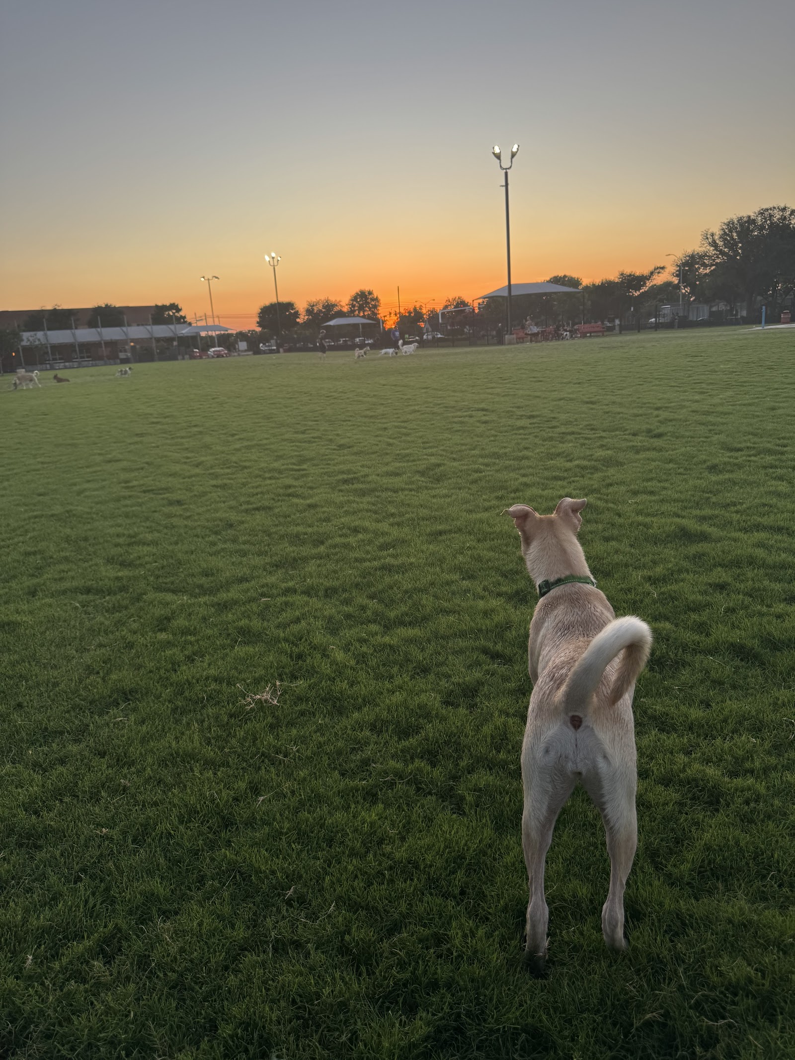 Barney Wood Bark Park