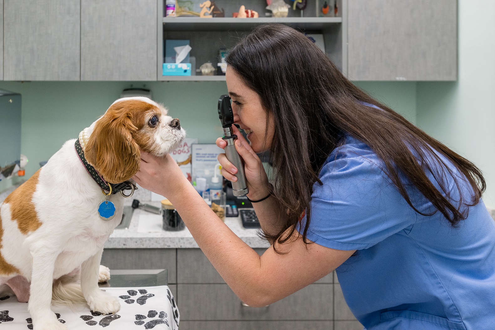 Battery Park Veterinary Hospital