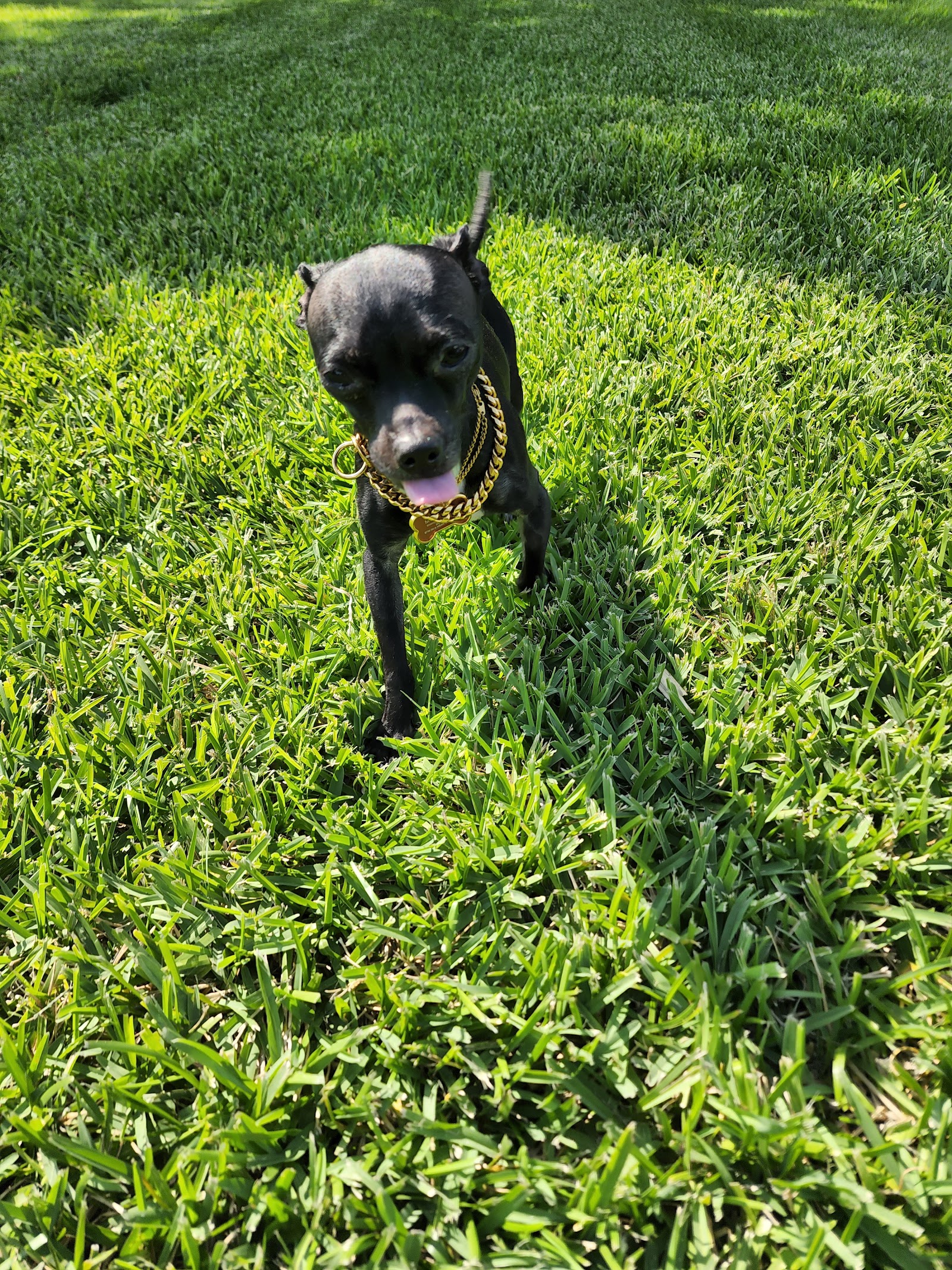Bayou Animal Services & Adoption Center