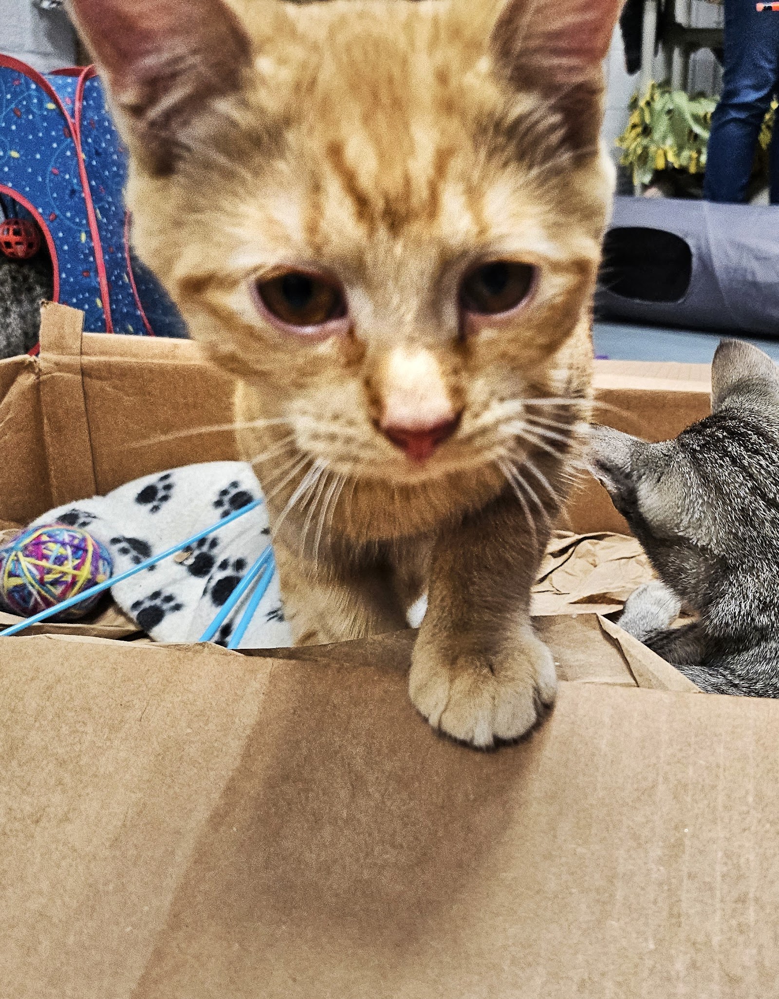 Baypath Humane Society