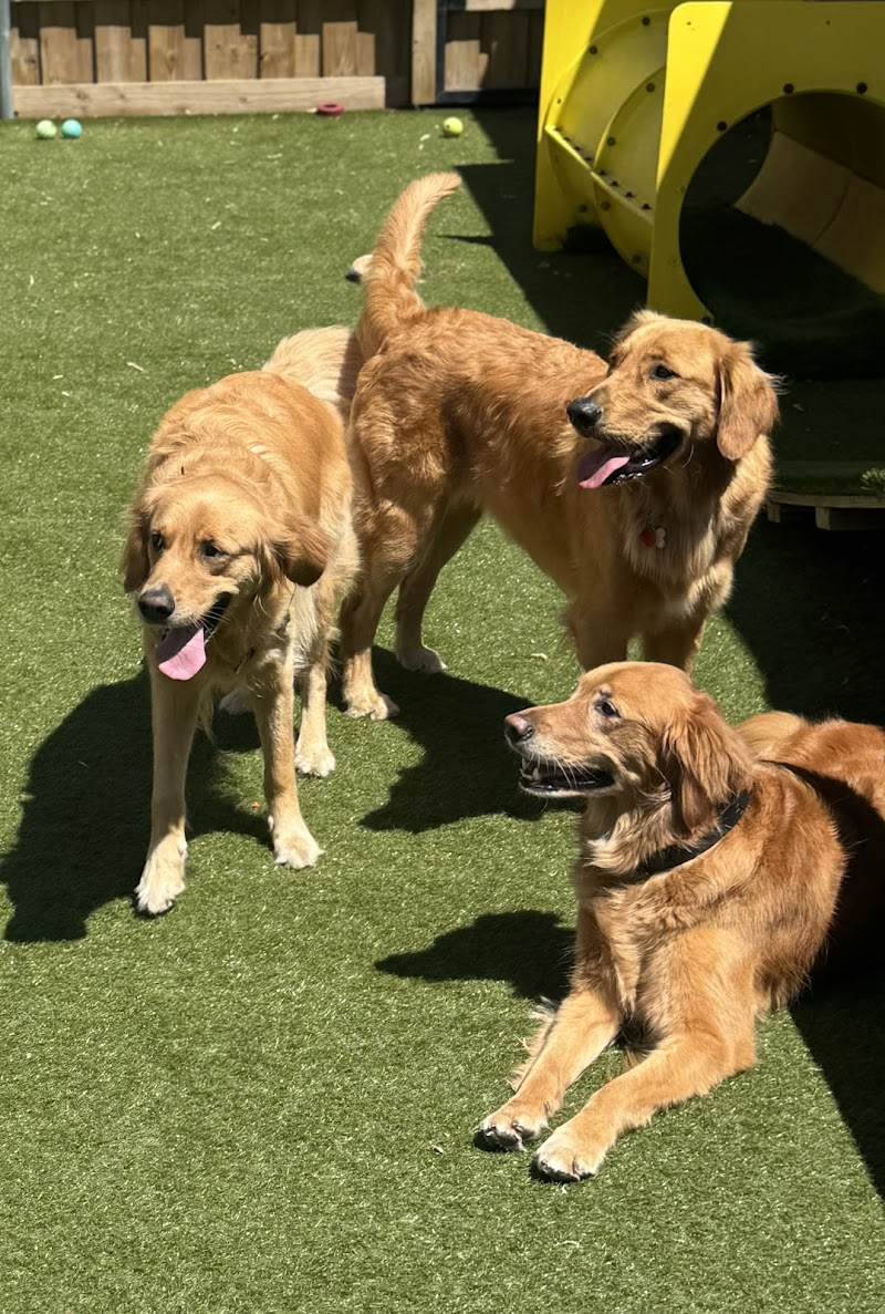 Cruisin' Canines photo 2