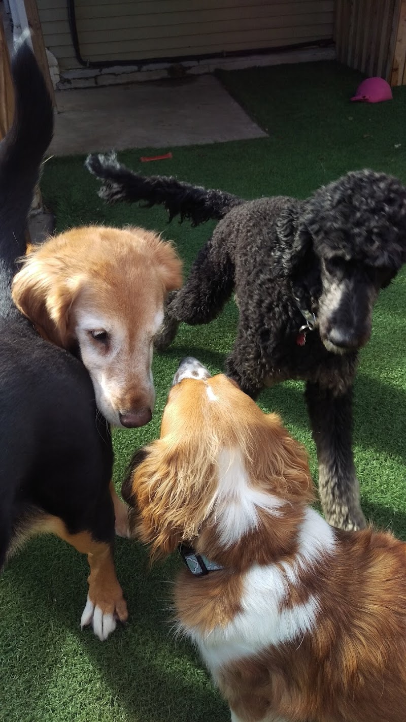 Cruisin' Canines photo 3