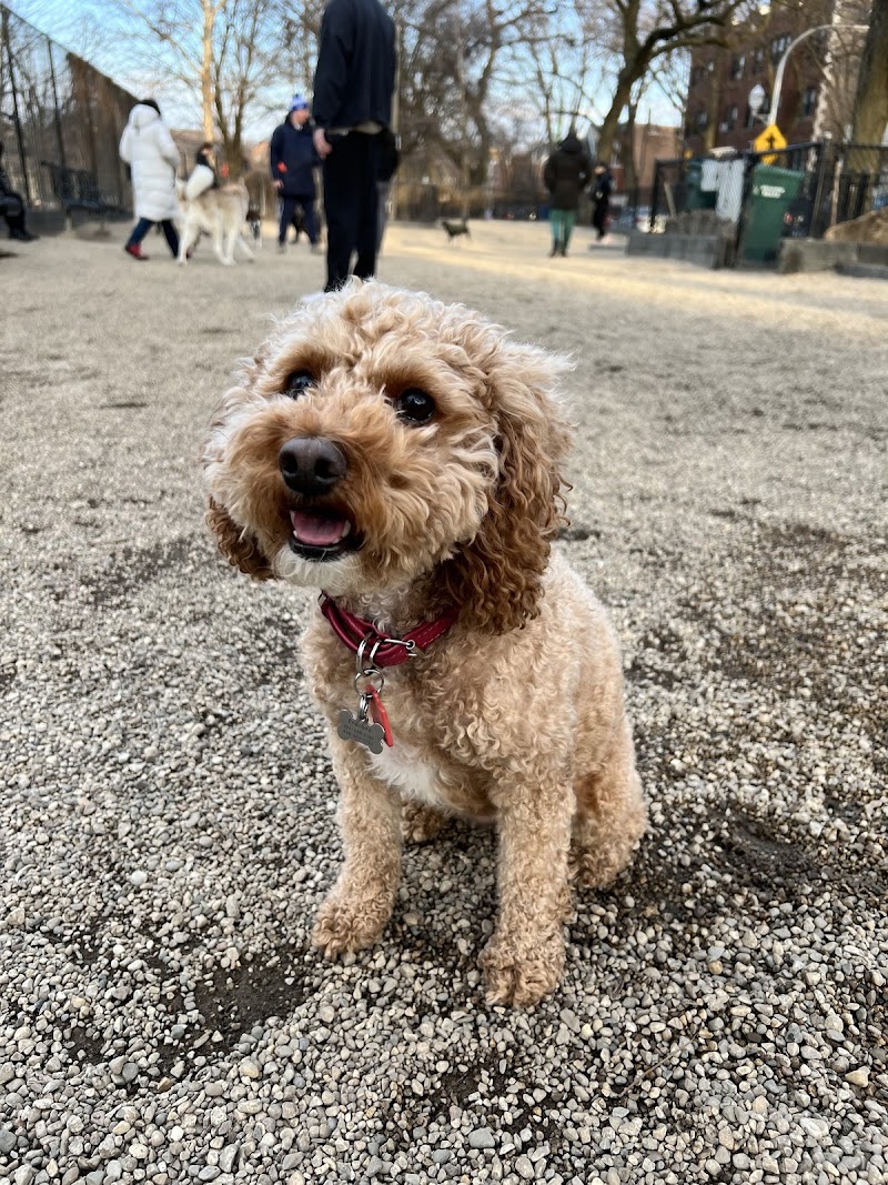 Hamlin Dog Park photo 3