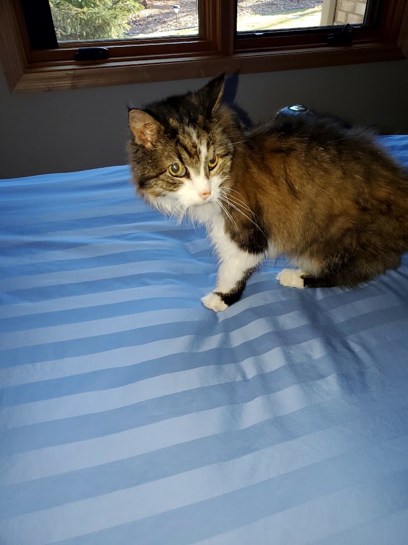 Companion Animal Hospital