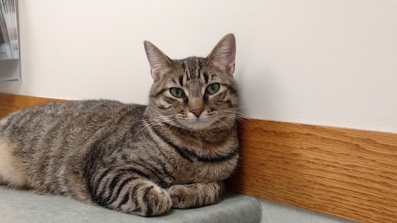 Companion Animal Hospital photo 2