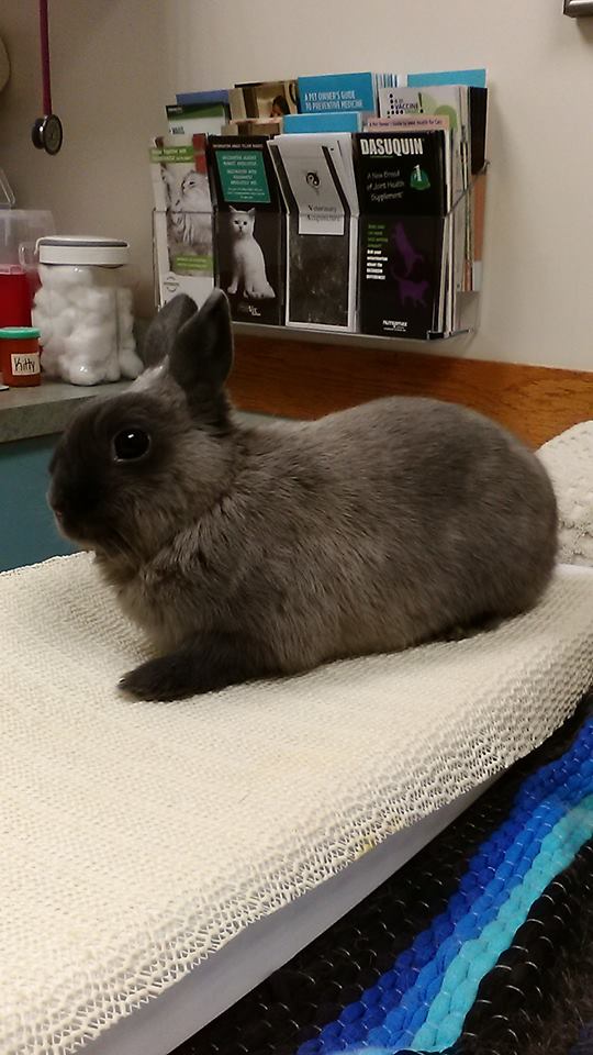 Companion Animal Hospital photo 3