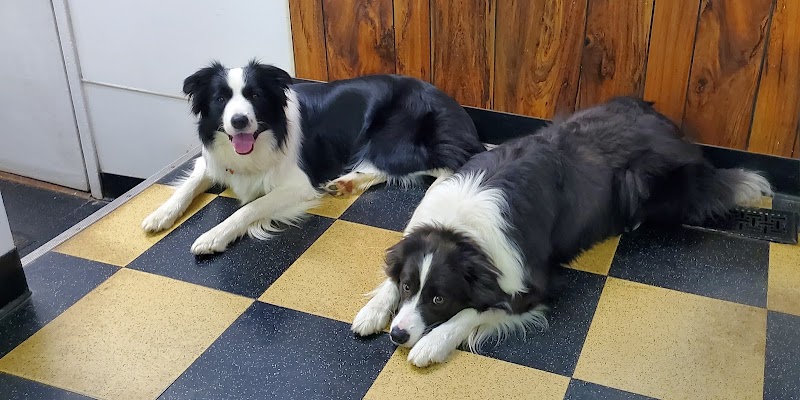 Pawsitive Partners Dog Training Center photo 2