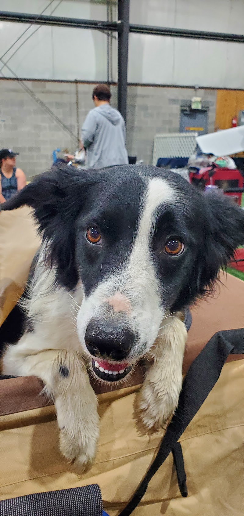 Pawsitive Partners Dog Training Center photo 3