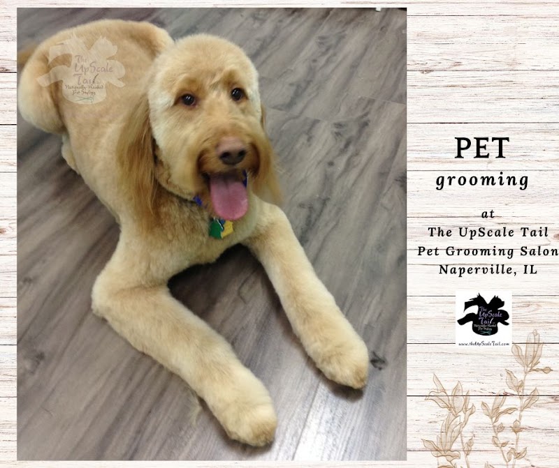 The UpScale Tail Pet Grooming - Naperville photo 3