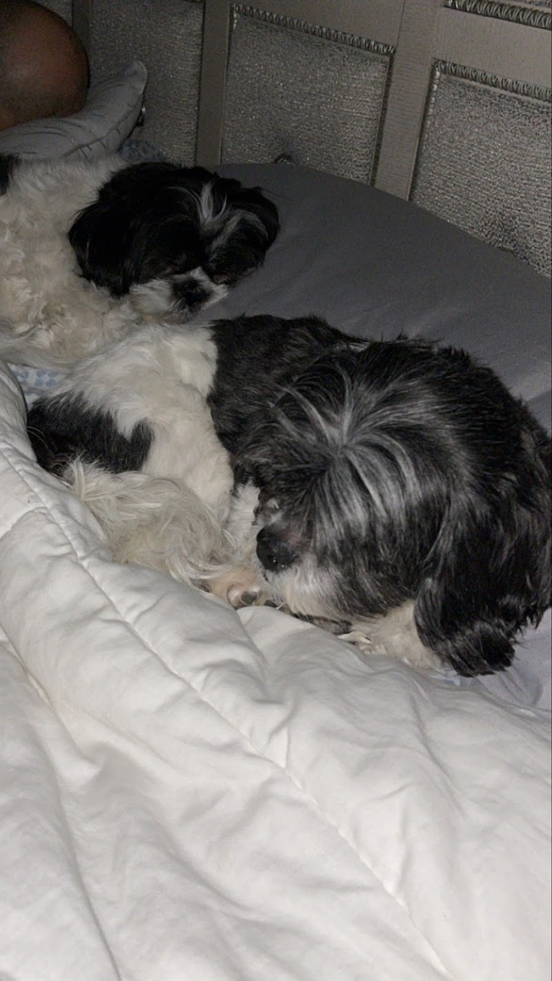 Reliance Animal Hospital