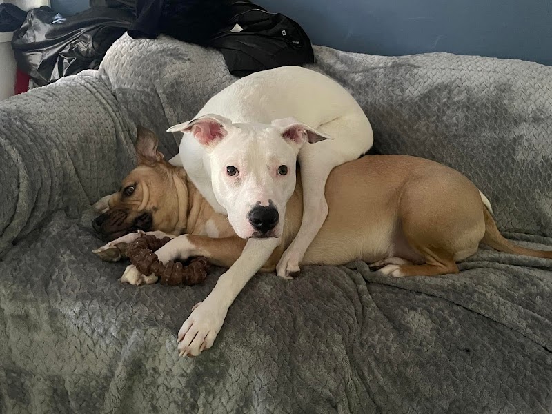 Reliance Animal Hospital photo 2