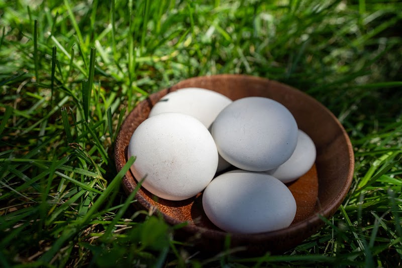 Be a Tree Cremation photo 2