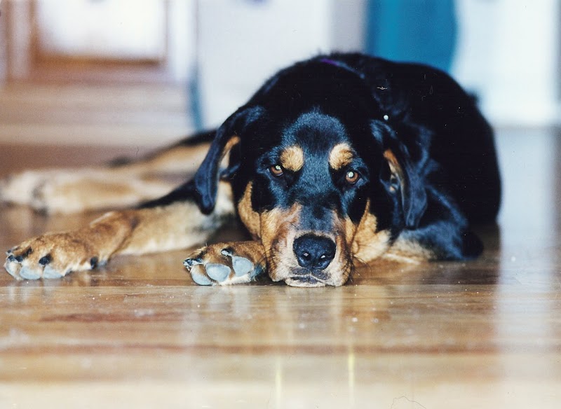 Beach Animal Rehabilitation
