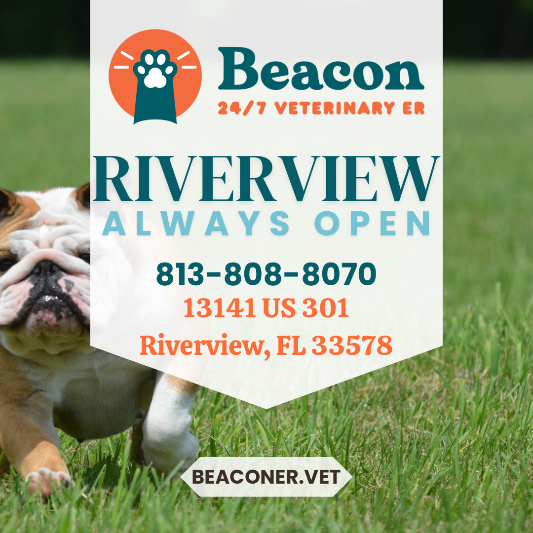 Beacon Emergency Veterinary Hospital