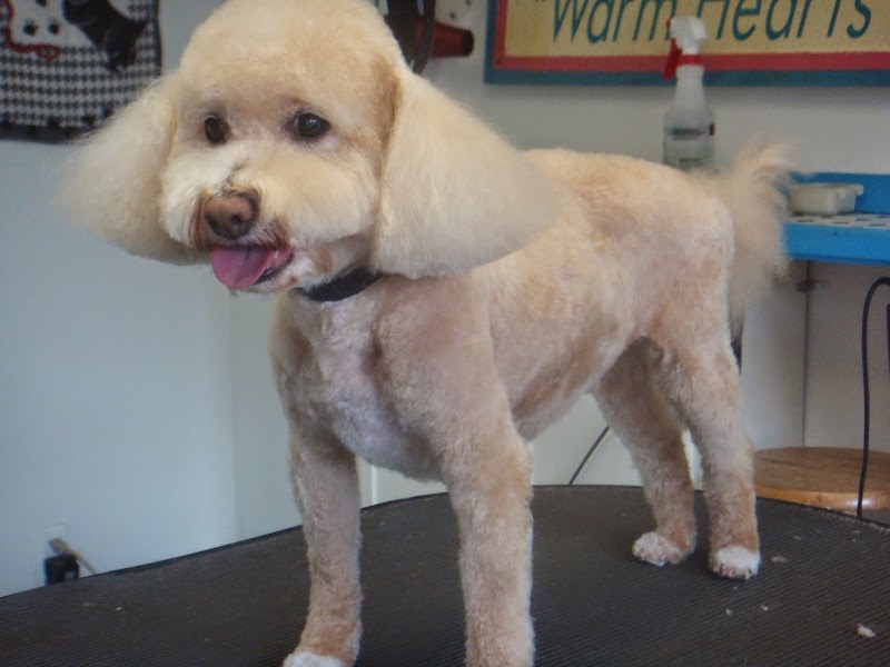 Animal Lovers Pet Salon